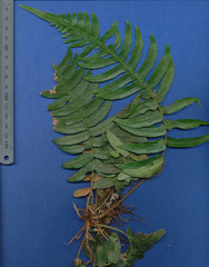 Blechnum occidentale