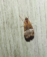 Scoparia minusculalis