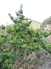 Prunus ilicifolia ilicifolia
