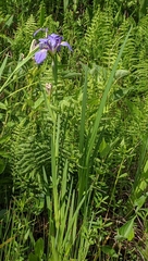 Iris giganticaerulea