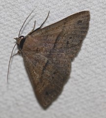 Ophyx eurrhoa