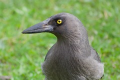 Grey Currawong photo 5