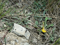 Hippocrepis scorpioides