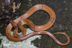 Oreocryptophis porphyraceus