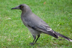 Grey Currawong photo 2