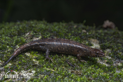 Tropidophorus sinicus