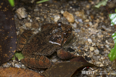 Quasipaa exilispinosa