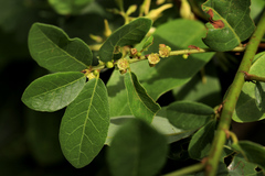 Phyllanthus reticulatus reticulatus