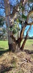 Eucalyptus blakelyi