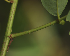 Phyllanthus reticulatus reticulatus