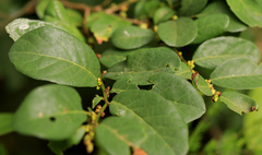 Phyllanthus reticulatus reticulatus