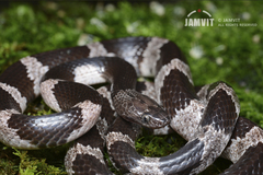 Lycodon futsingensis