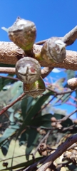 Eucalyptus blakelyi