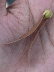 Magnoliopsida
