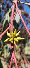 Eucalyptus blakelyi