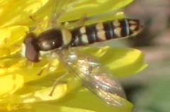 Sphaerophoria philanthus