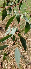 Eucalyptus blakelyi