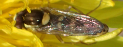 Sphaerophoria philanthus