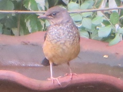 Turdus abyssinicus