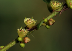 Phyllanthus reticulatus reticulatus