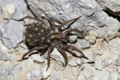 Alopecosa laciniosa