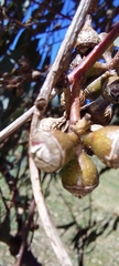 Eucalyptus blakelyi