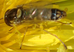 Sphaerophoria philanthus