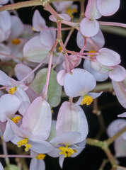 Begonia cardiocarpa