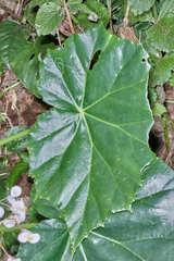 Begonia cardiocarpa