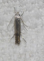 Thiotricha atractodes