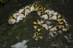 Euprepiophis mandarinus