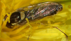 Sphaerophoria philanthus