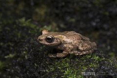 Gracixalus guangdongensis