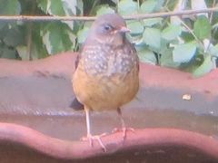 Turdus abyssinicus