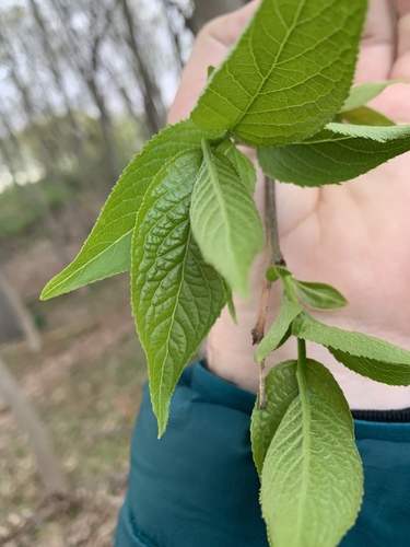 Du zhong (Eucommia ulmoides)