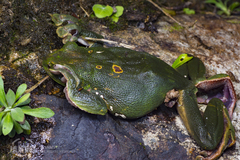 Blanford's Whipping Frog photo 1