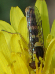 Sphaerophoria philanthus