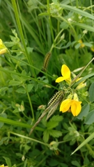 Zygaena filipendulae