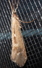 Glyphopsyche