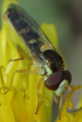 Sphaerophoria philanthus