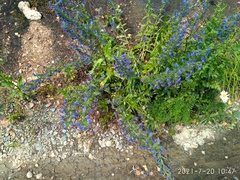 Echium vulgare