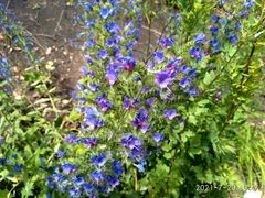 Echium vulgare