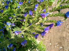 Echium vulgare