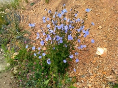 Cichorium intybus