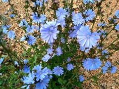 Cichorium intybus