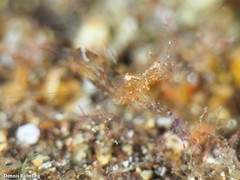 Periclimenes sagittifer