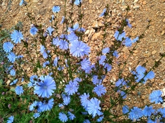 Cichorium intybus
