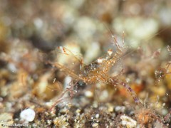 Periclimenes sagittifer