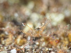 Periclimenes sagittifer