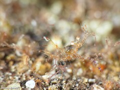 Periclimenes sagittifer